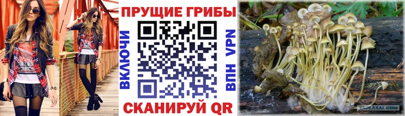 Псилоцибиновые грибы мицелий  Братск 